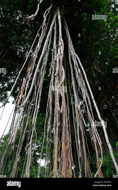 Giant Banyan Tree Ficus Benghalensis Candi Mendut Mendut Temple