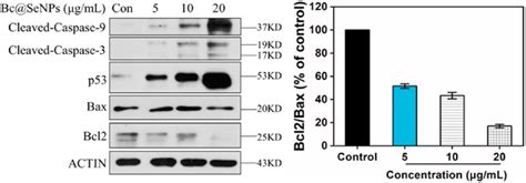 Western Blot Analysis Of The Expression Of Cleaved Caspase 3