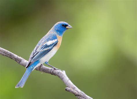 Arizona Bird Photography Workshop Tour — Slonina Nature Photography