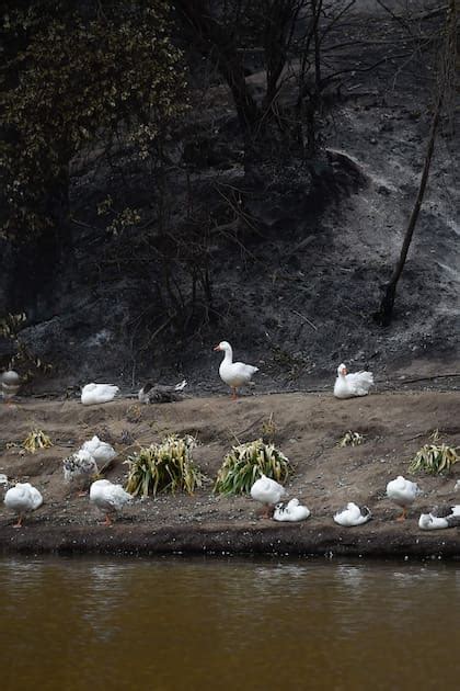 El Jardín Botánico Más Importante De Chile Respira Malherido Tras Los Incendios La Nacion