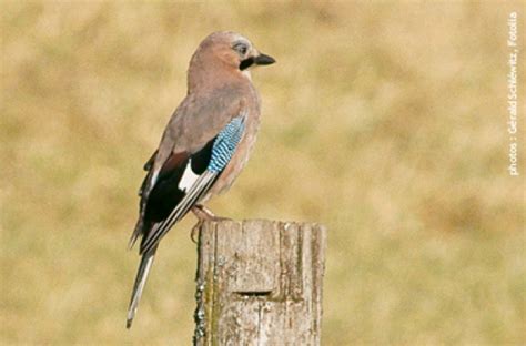 Le Geai Des Chenes Garrulus Glandarius Fédération Régionale Des