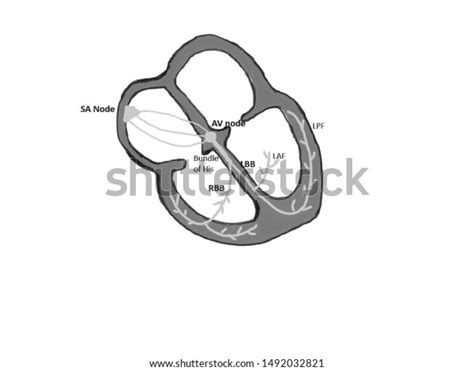 Conduction System Human Heart Stock Illustration 1492032821 Shutterstock