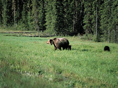 A Habitat-based Framework for Grizzly Bear Conservation in Alberta ...