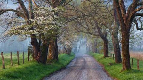 Bing Image Great Smoky Mountains National Park Tennessee USA Bing