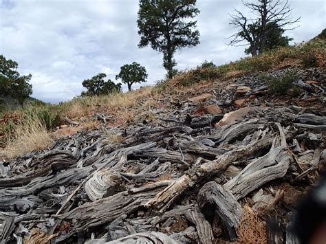 Banco De Imagens Rvore Floresta Rocha Regi O Selvagem Plantar