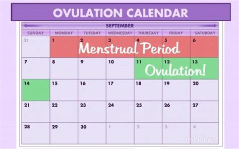 How To Calculate Your Ovulation Period Using Your Menstrual Cycle