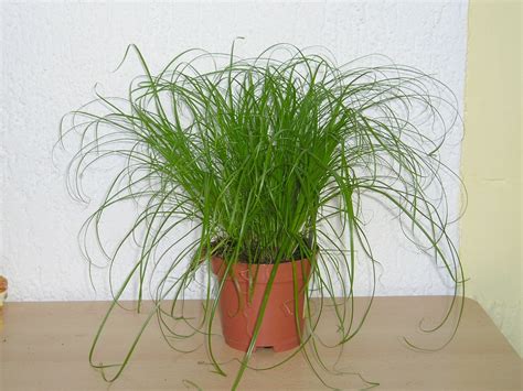 Zypergras: Cyperus zumula » Majas Pflanzenblog