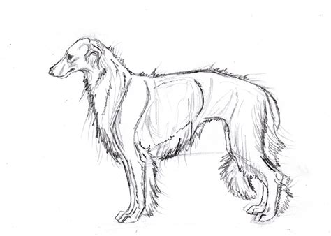 Borzoi Sketch By Rikkanna On Deviantart