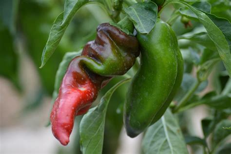 Buah Paprika Sayuran Foto Gratis Di Pixabay Pixabay