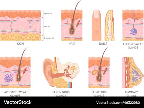 Human Integumentary System Set Royalty Free Vector Image