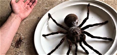 10 Biggest Spiders In The World