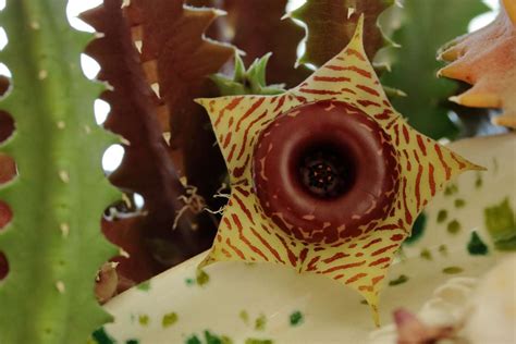 C Mo Cultivar Y Cuidar La Huernia Zebrina Salvavidas Besthome