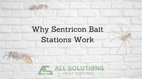 Why Sentricon Bait Stations Work All Solutions Pest Control