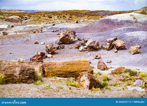 stunning petrified wood   petrified forest national park arizona