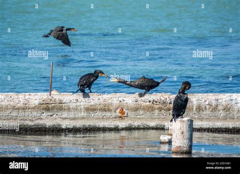 Two Cormorants Are Pulling A Stick Two Cormorants Are Playing On The