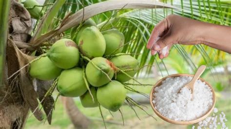 Truco Fertiliza De Esta Manera Para Que Cuaje Todo El Fruto La Palma De