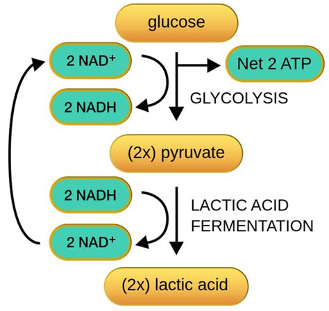 Anaerobic Cellular Respiration Diagram Hot Sex Picture