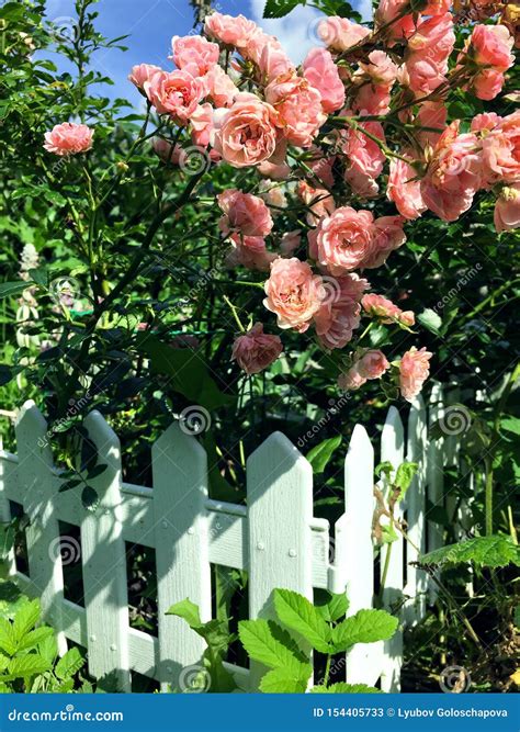 A Bush of Light Pink Small Roses Behind a White Small Fence Stock Image