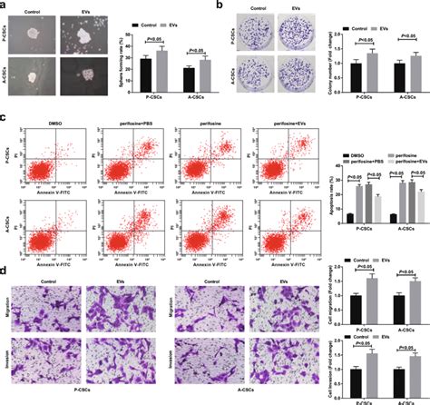 M Macrophage Derived Evs Promote Paca Stem Cell Differentiation And