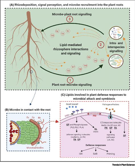 A During The Different Stages In Rhizosphere Interactions Plant Root