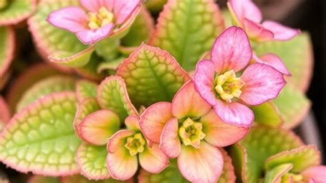 All Types Of Kalanchoe Varieties Care Tips Growing Guide Vireo