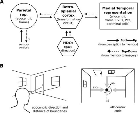 A Neural Level Model Of Spatial Memory And Imagery Elife