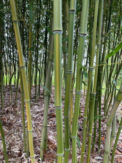 Phyllostachys Aureosulcata Yellow Groove Bamboo Live Plant Etsy