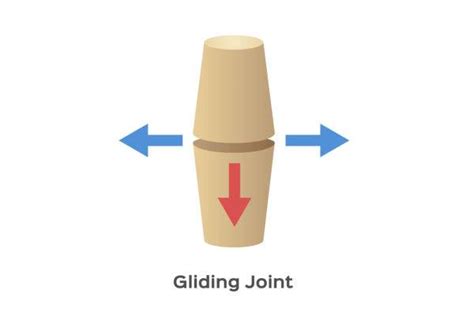 What Are Gliding Joints? - Body and Gliding Joint Movement | FIX24