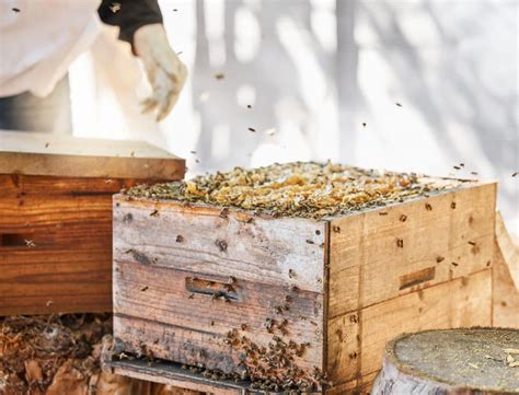 Beekeeping How To Get Started With Backyard Beekeeping