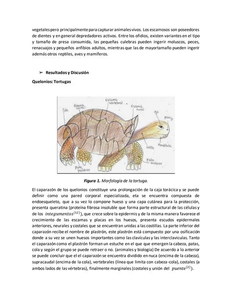 SOLUTION Zoología vertebrados Informe de las características