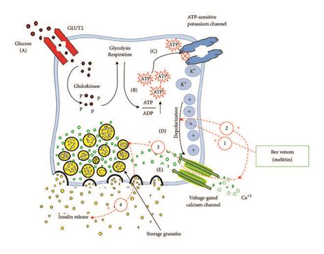 Insulin Secretion Pathway