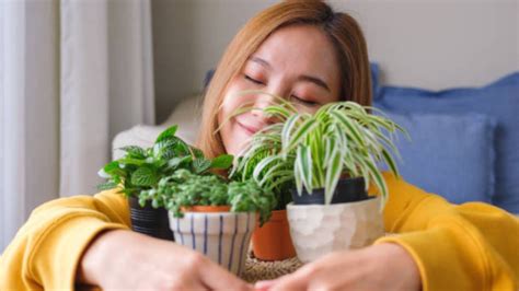 Estas Son Las 3 Plantas Que Debes Sacar Ya Mismo De Tu Hogar Para No