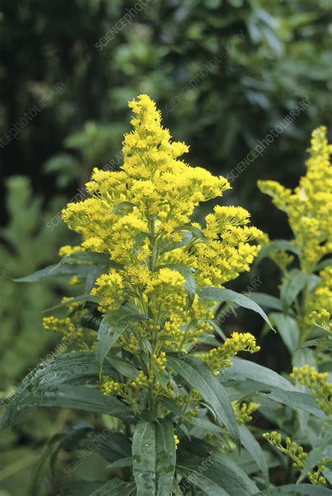 goldenrod plant stock image  science photo library