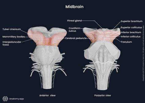 Midbrain Anatomy