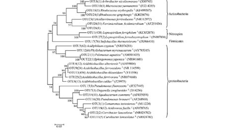 Phylogenetic Affiliation Of 16s Rrna Gene Sequences Download