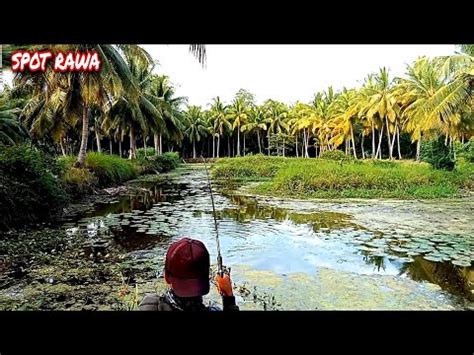 Casting Ikan Gabus Mancing Ikan Di Spot Rawa Rawa Wow Monster