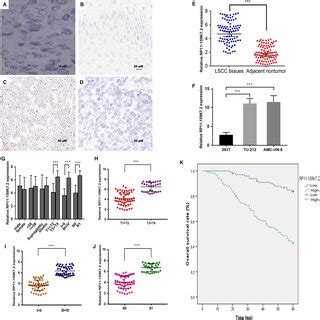 The RP11159K7 2 Expression Level Was Upregulated In LSCC Tissues And