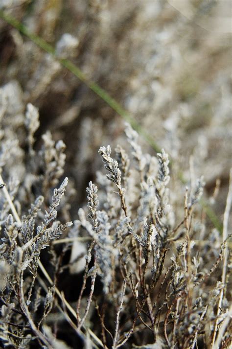 Free Images Tree Nature Branch Winter Leaf Flower Frost Floral