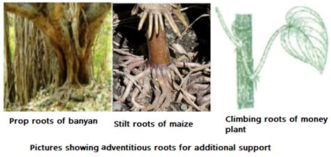 Prop And Stilt Roots