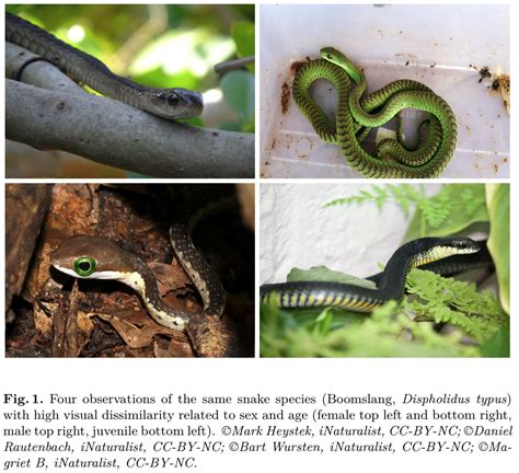 AIcrowd | SnakeCLEF2021 - Snake Species Identification Challenge ...