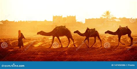 Caravane Des Chameaux Dans Le Dsert Du Sahara Maroc Photo éditorial