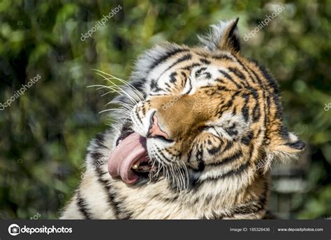 Close-up of Siberian Tiger — Stock Photo © Lukassek #185328436