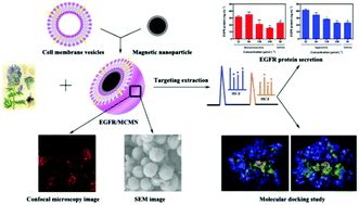 Cell Membrane Camouflaged Magnetic Nanoparticles As A Biomimetic Drug