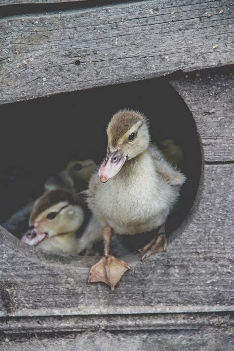 Утята | Пикабу