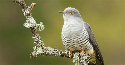 Steve Carey Bird Photography: Cuckoo (Cuculus canorus)