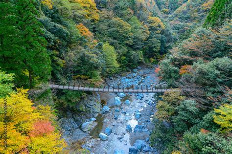 日本の秘境紅葉「川辺川・樅木の吊橋」上段：あやとり橋から撮影 「五家荘」標高1300m～1700m Japans Unexplored