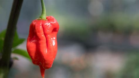 Gießen Elfjähriger isst Hot Chip und muss ins Krankenhaus