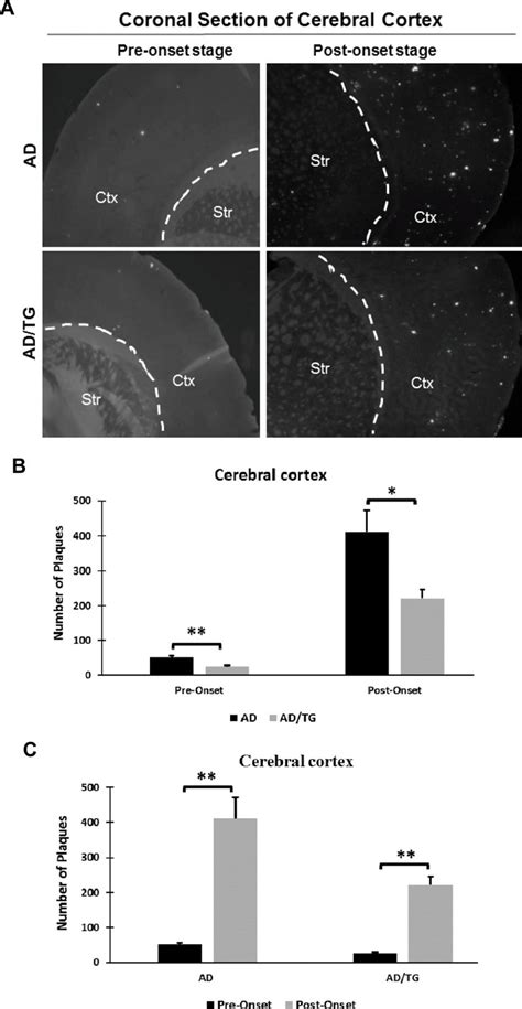 The Amyloid Plaque Number Is Significantly Decreased In The Cerebral