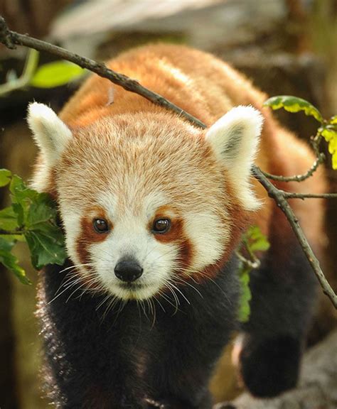 Adorable red panda twins born at UK zoo - ABC11 Raleigh-Durham