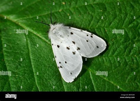 White Ermine Spilosoma Lubricipeda On Leaf Belgium Stock Photo Alamy